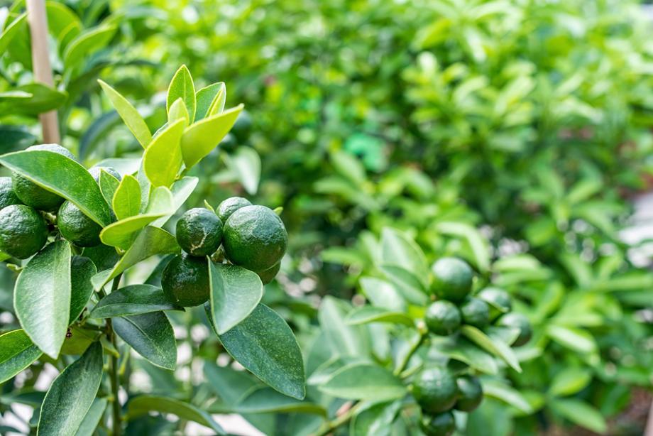 fruits verts du kumquat