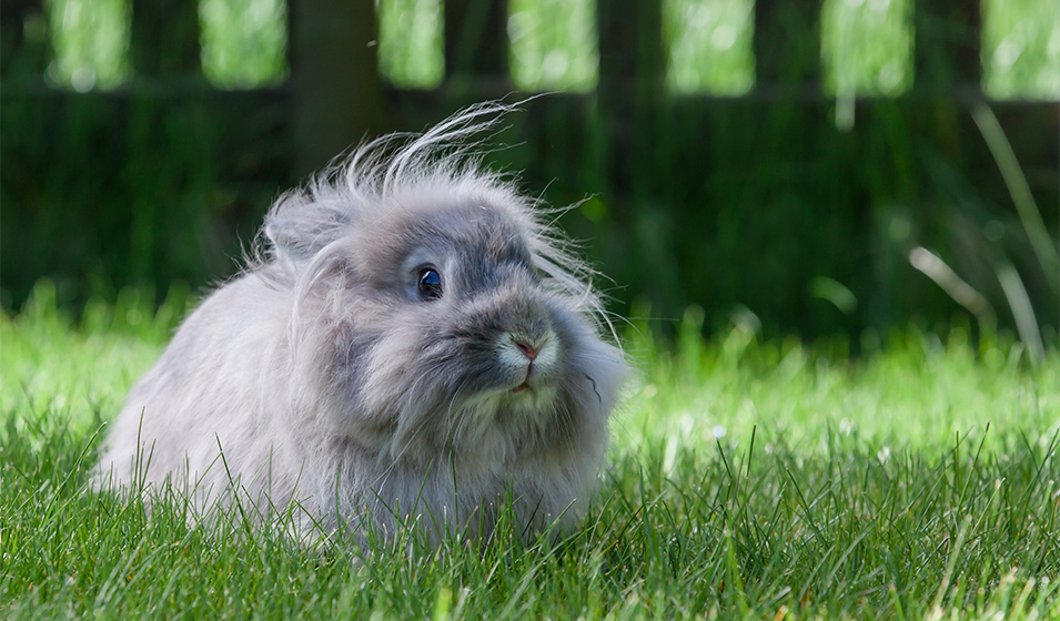 comportement lapin nain 6