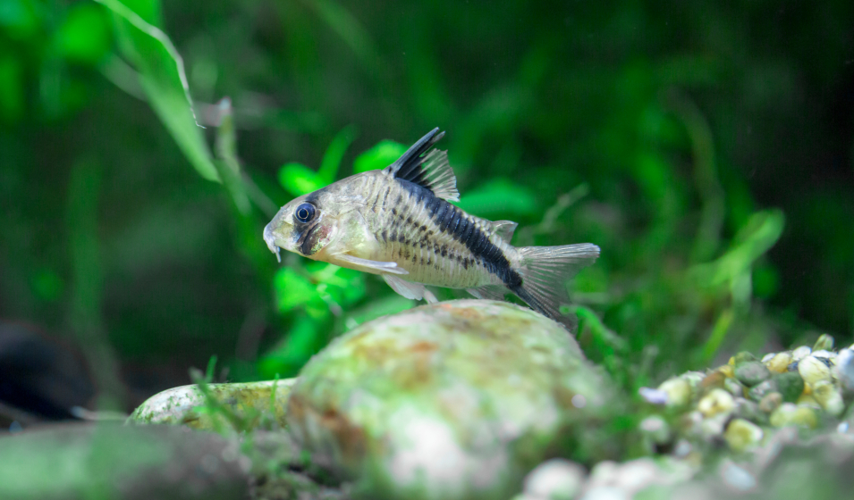 Poissons nettoyeurs d'aquarium : lesquels choisir pour quelle utilité ? -  Jardiland