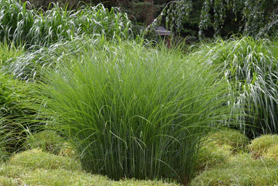 Miscanthus