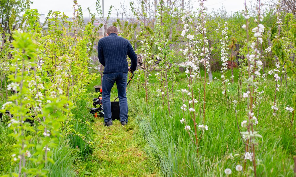 On tond juste des allées pour aller aux endroits stratégiques, le reste est laissé sauvage