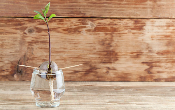 Comment faire pousser un avocat  partir d'un noyau ? - Gamm vert