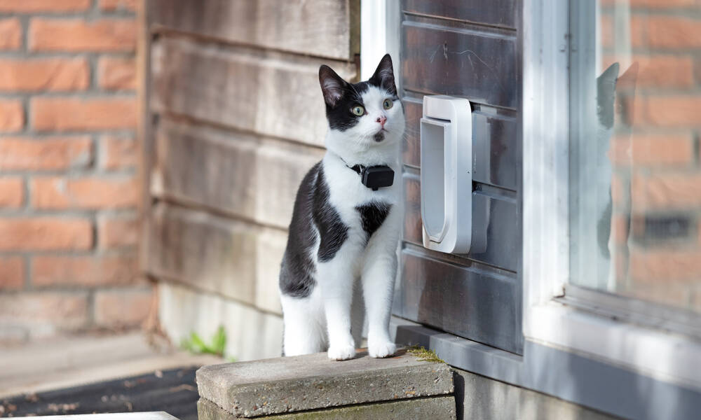 Une chatière c'est bien, mais pas la veille de la stérilisation, et encore moins si la minette est adulte, dans ce cas on ferme 14 jours avant !
