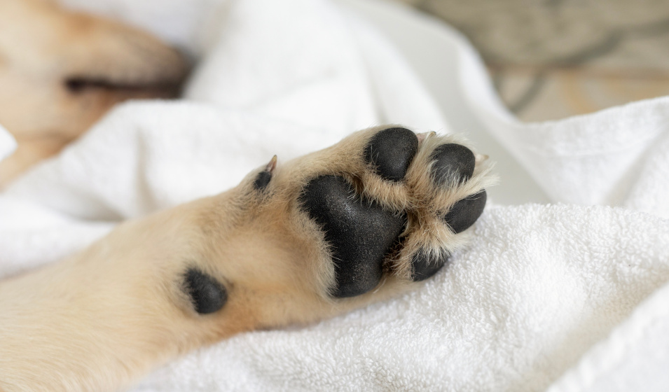 Gros plan sur les coussinets d'un chiot sur une couverture