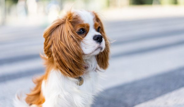 cavalier king charles 7
Chien Cavalier King Charles benheim - @Kazakov - stock.adobe.om