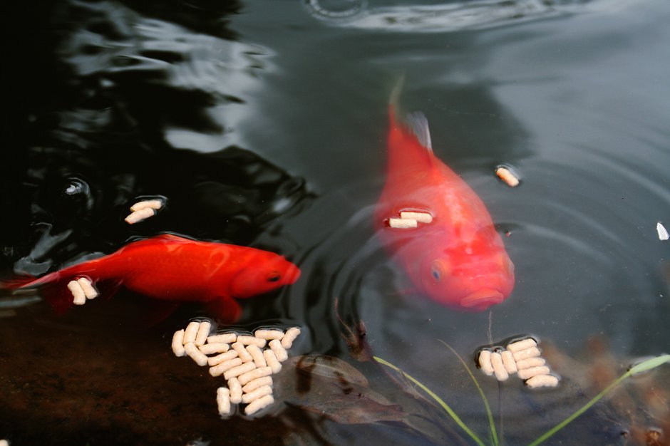 Comment nourrir son poisson rouge ?