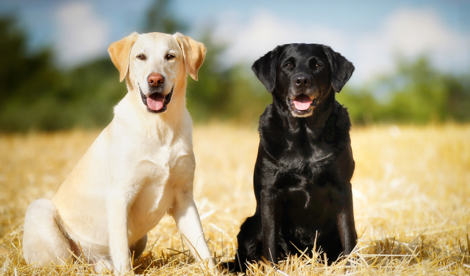 10 races de chiens de taille moyenne qui feront le bonheur de leur