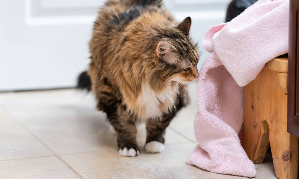 La corpulence d'un chat à poil dense et long est difficile à évaluer, d'où le recours au vétérinaire