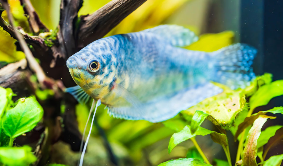 Quels poissons choisir pour son aquarium d'eau douce ?