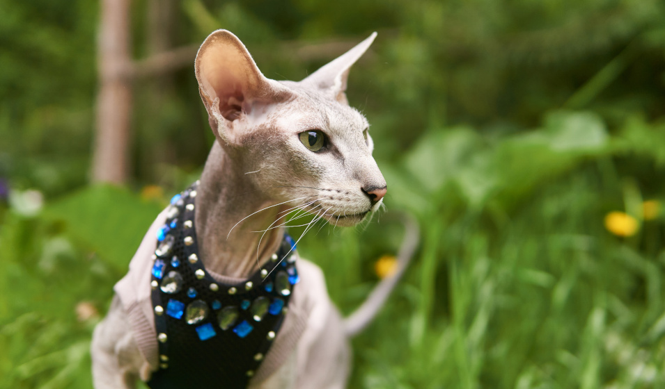 La race de chat sans poil peterbald est la plus atypique !