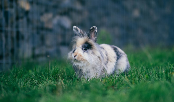 Enclos extérieur du lapin en été : bien protéger son animal de la