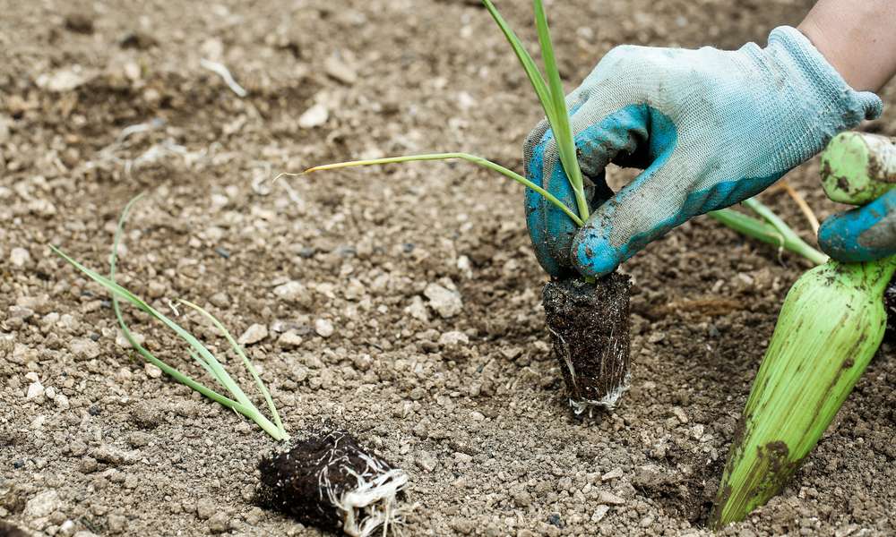 Le plantoir