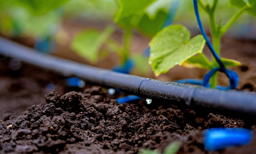 Le goutte-à-goutte est idéal pour limiter l’humidité dans la serre