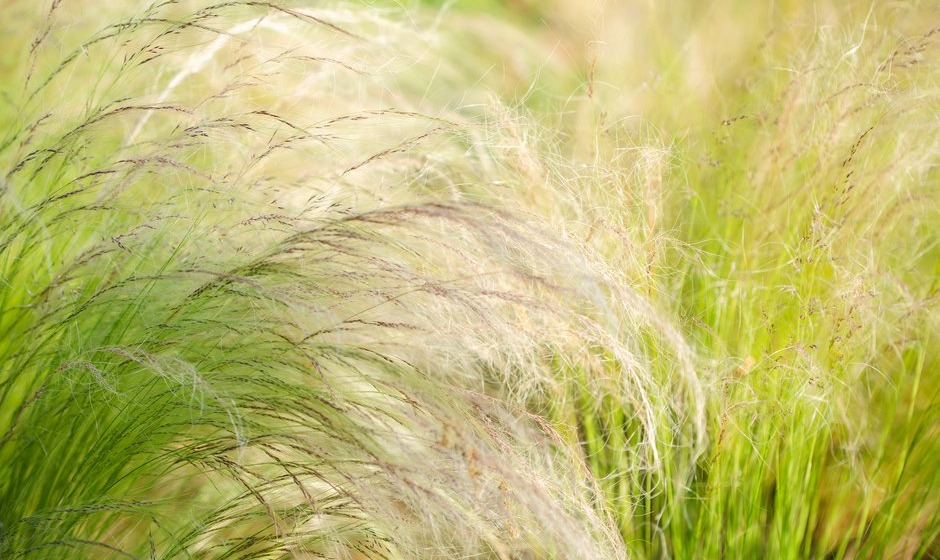 La plante aux cheveux d’ange