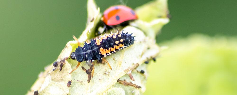 Reconnaitre la larve de coccinelle 