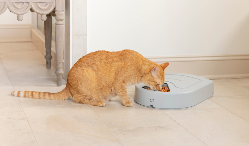 Un chat roux mange des croquettes dans un distributeur électronique