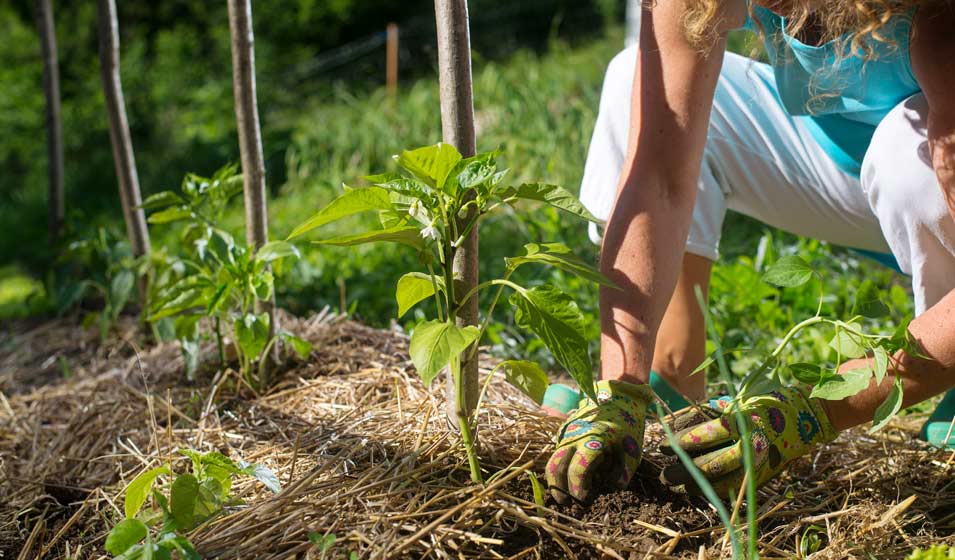 Le jardinage respectueux des paresseux