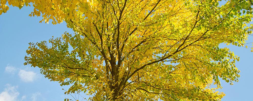 Pourquoi l'arbre caramel ? Car en plus de cette couleur dorée-brune, ses feuilles dégagent une odeur de caramel.