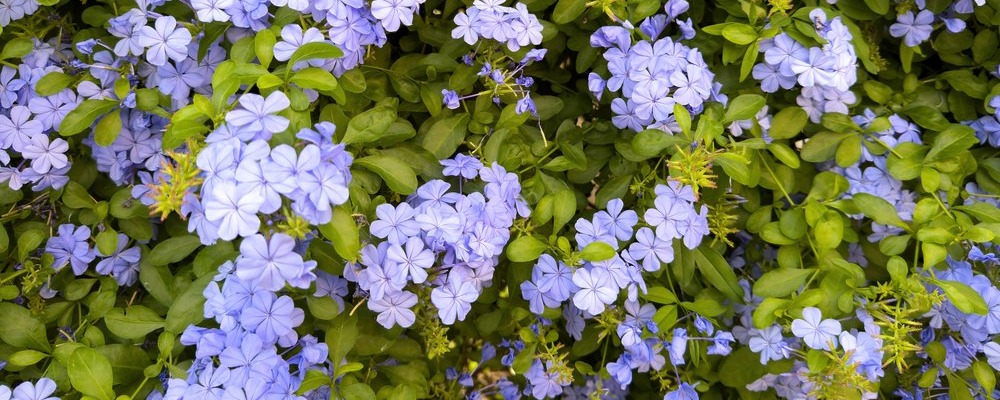 Le plumbago