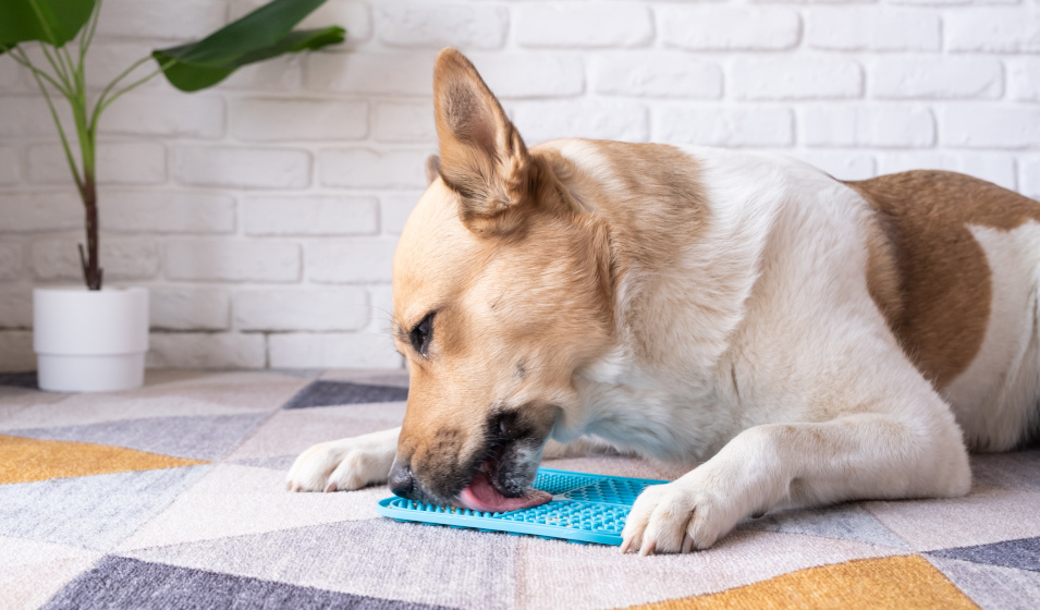 Le tapis à lécher est une bonne solution pour occuper son chien !