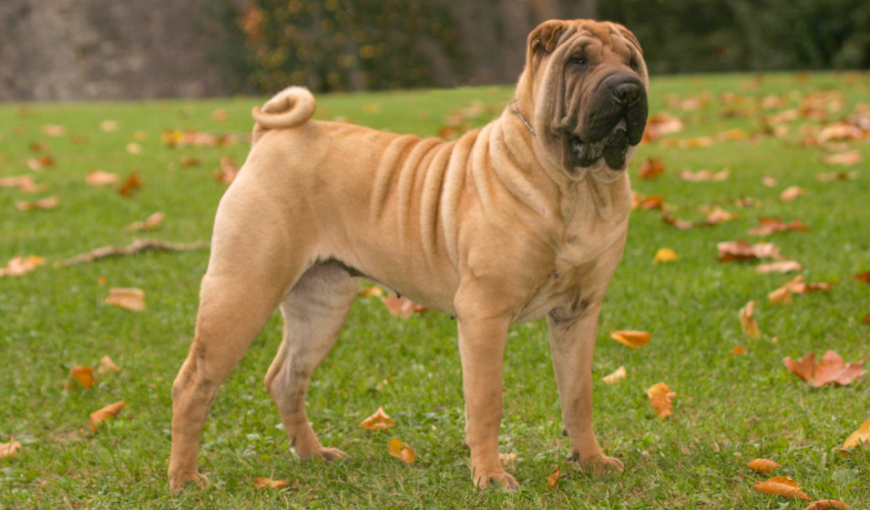 Un chien shar-pei couleur fauve debout sur l'herbe 