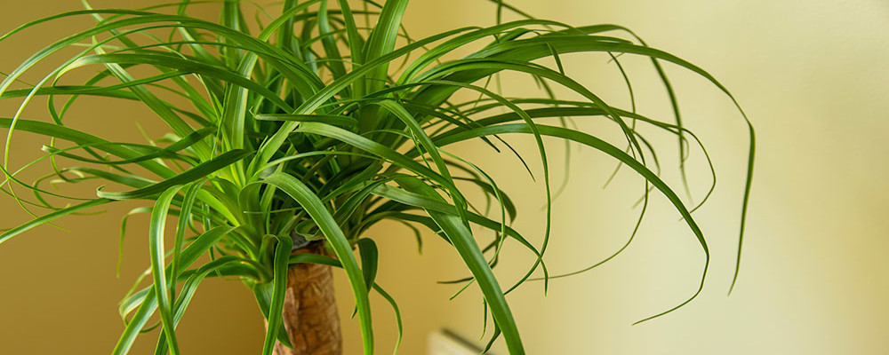 Le Beaucarnea - Beaucarnea recurvata