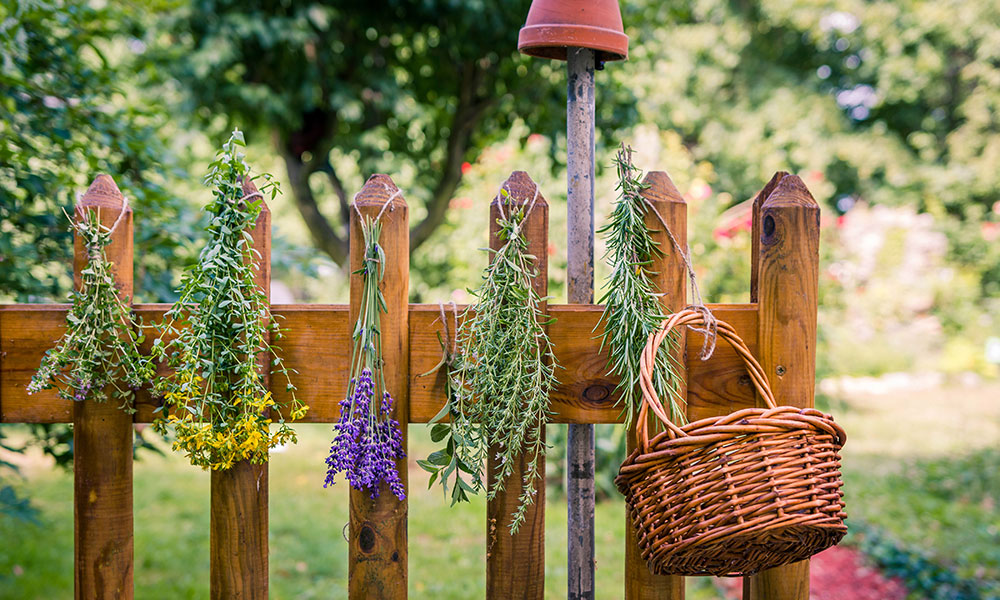 Herbes aromatiques : les 10 incontournables de l'été