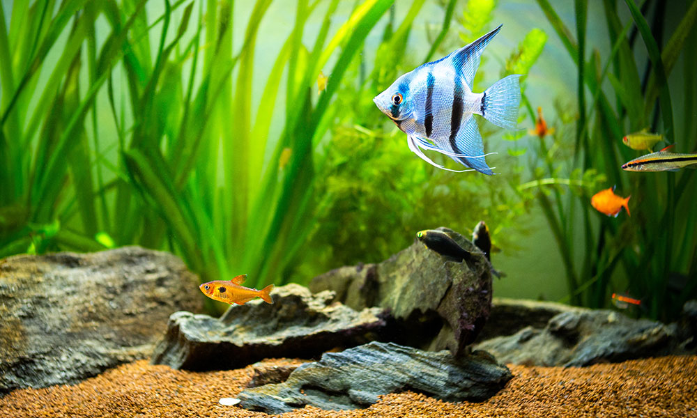Pour un poisson, chaque goutte d'eau est une aventure.