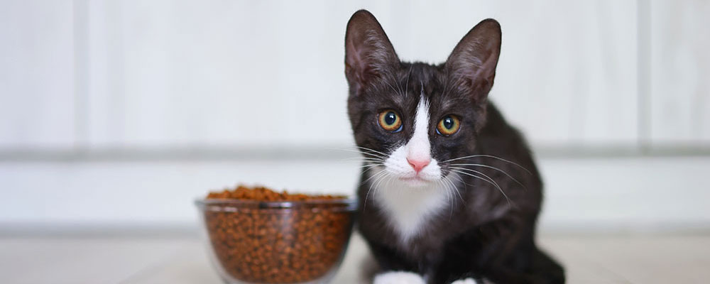 Le chat aussi a des préférences alimentaires