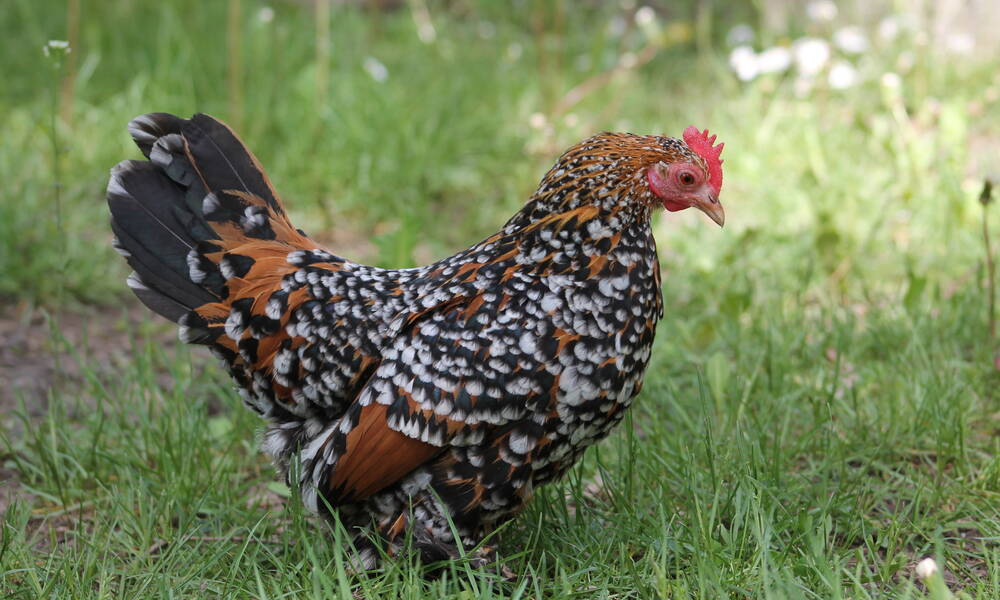 Poule Sabelpoot