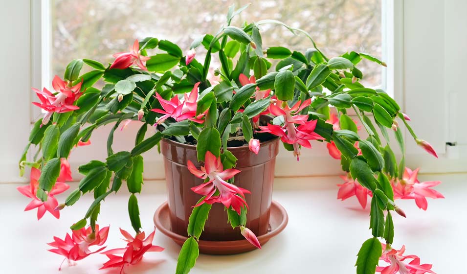 Schlumbergera : faux cactus, vraie beauté