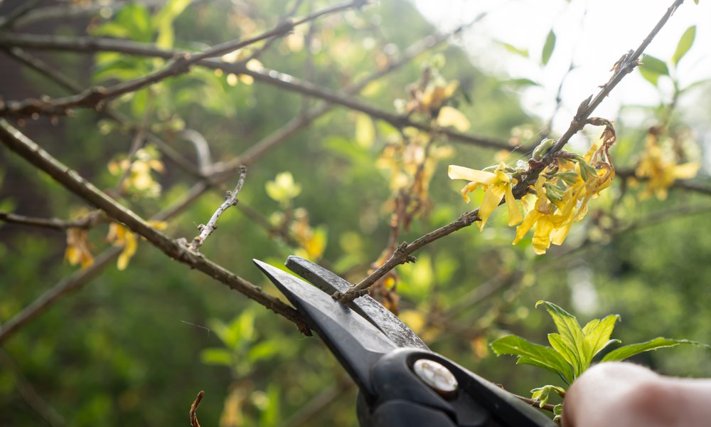 Le forsythia peut être nettoyé des branches qui s'enchevêtrent, mais gardez des jeunes tiges pour une belle floraison au printemps prochain 