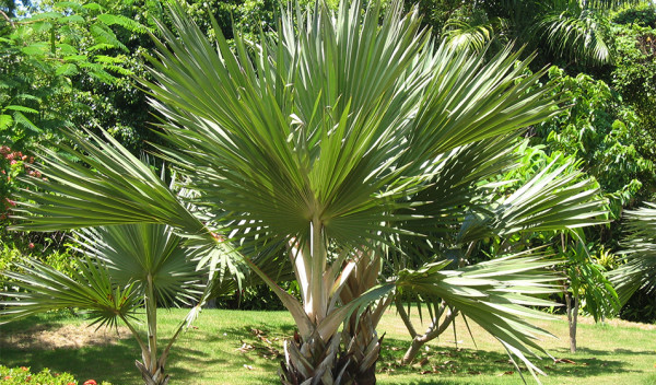 Planter et entretenir des palmiers - Mon Jardin Ideal