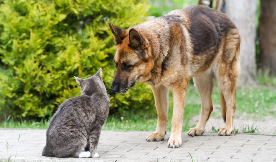 Un chien berger allemand et un chat gris font connaissance sur une terrasse