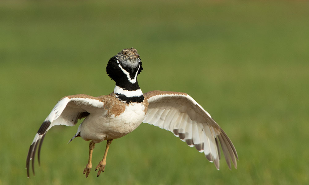 L’outarde canepetière