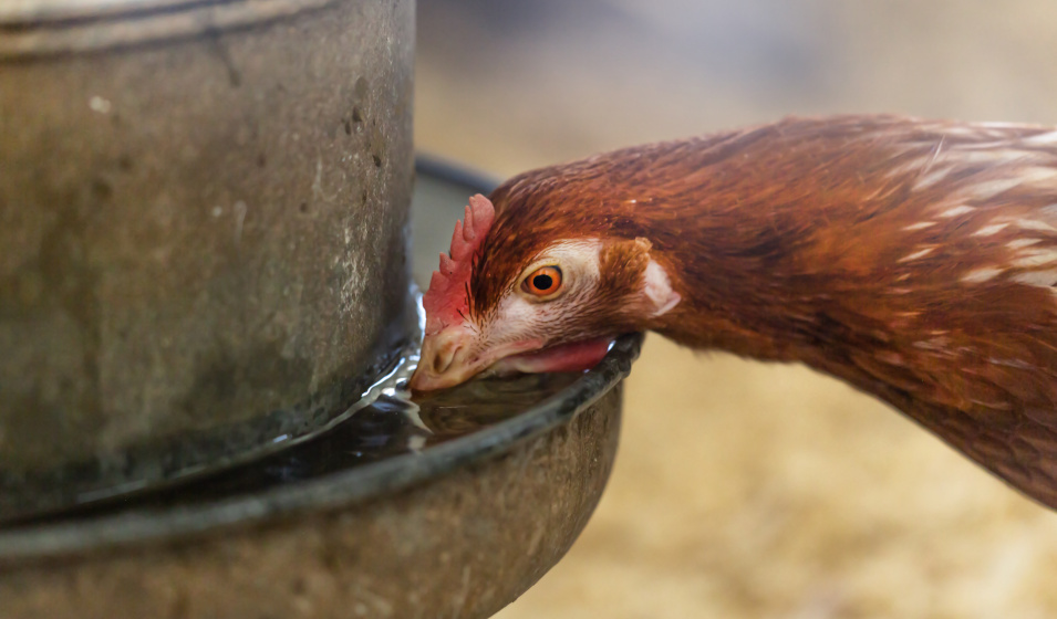 Une poule boit beaucoup surtout en été ! 