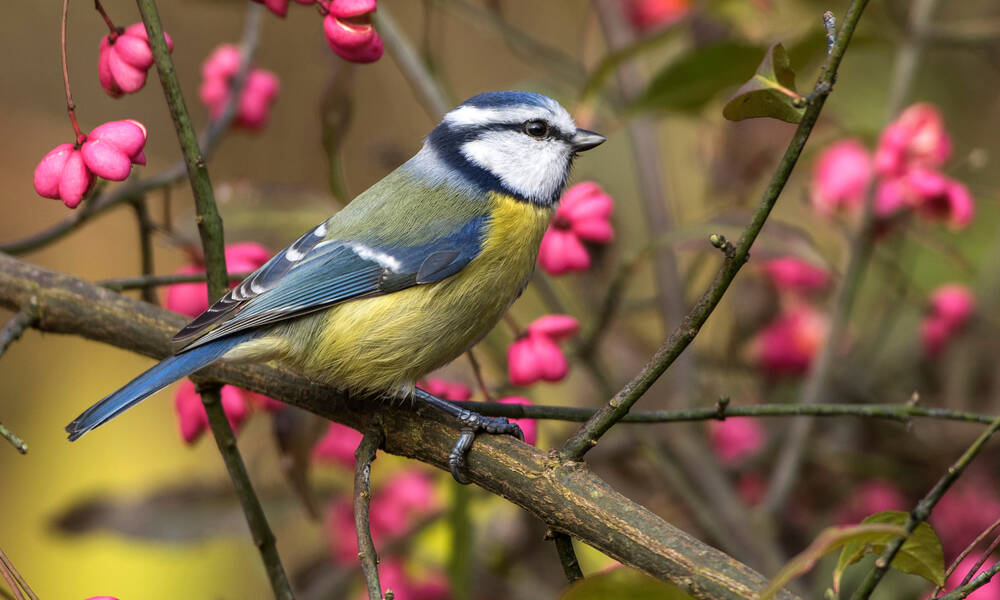 Une mésange bleue très intéressée par ces jolies baies roses