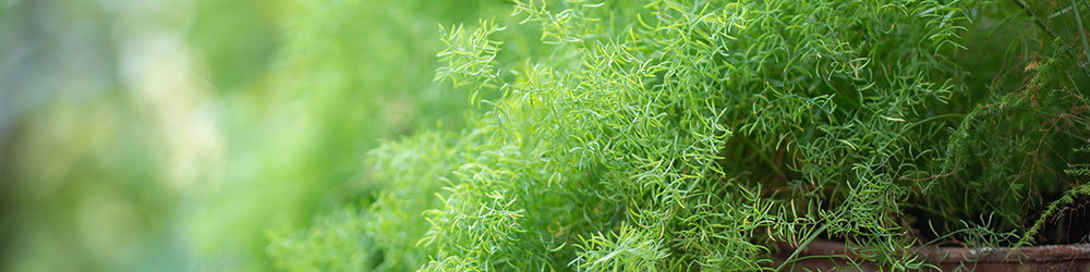 Asparagus