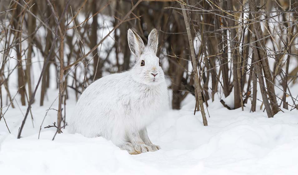 Un expert en camouflage