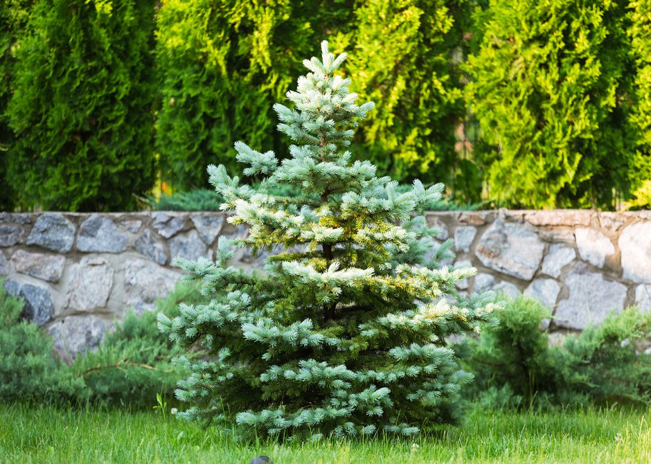  Planter son sapin de Noël dans le jardin est un recyclage parfait ! 
