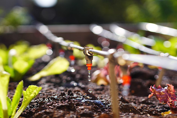 L’arrosage au goutte-à-goutte est le plus économe en eau et le plus profitable pour les plantes 