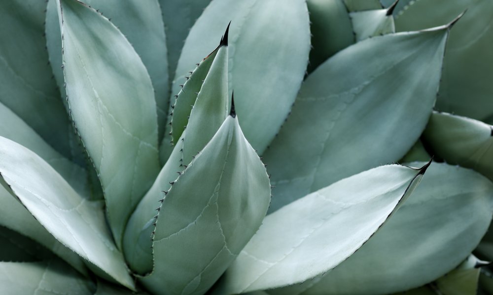 L'agave ovatifolia est une belle plante exotique mais qui résiste très bien au froid en sol très drainé et en pleine lumière