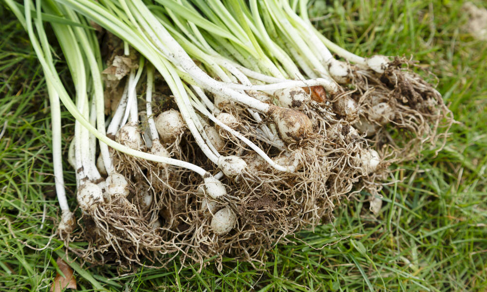Une fois les bulbes de perce-neige séparés, plantez tout de suite 