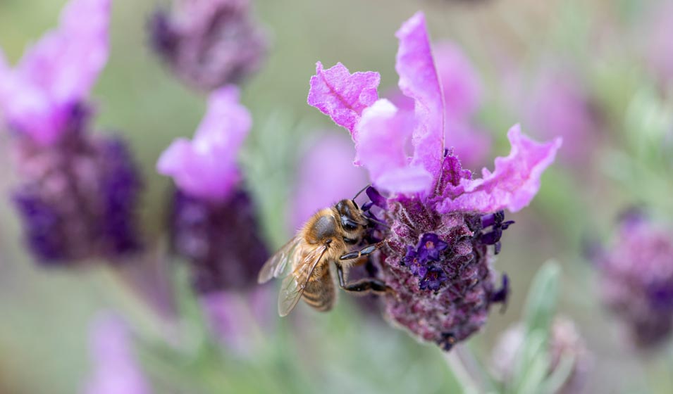 Les abeilles sont addictes