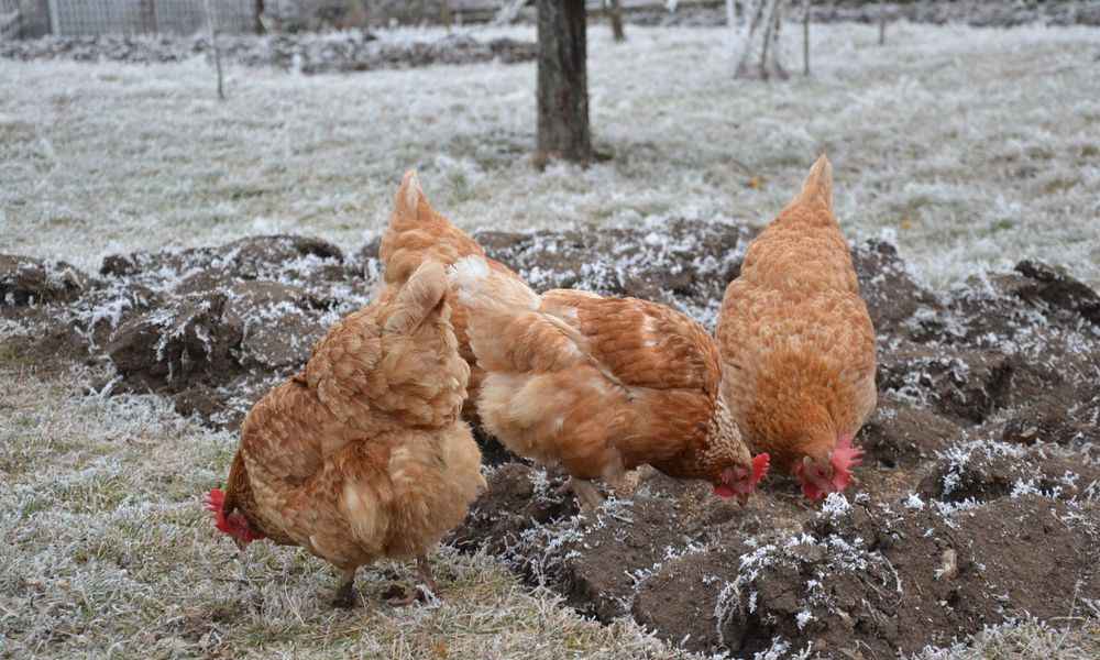 Des vitamines vont aider les poules à passer un bon hiver
