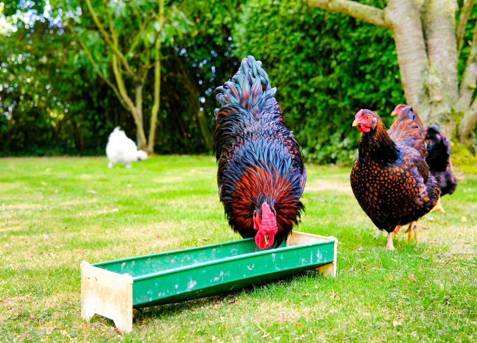 Des poules heureuses et en bonne santé pour des œufs de bonne qualité