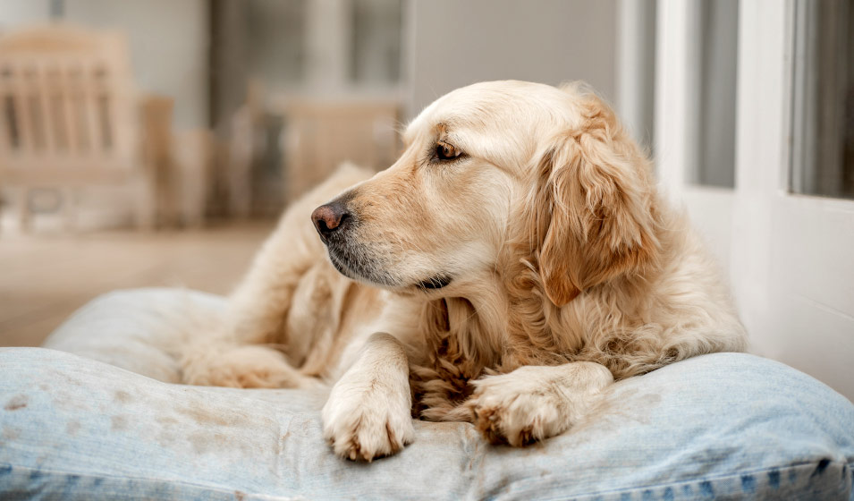 Protege-canapé pour chien : comment le choisir ? - guide 2023
