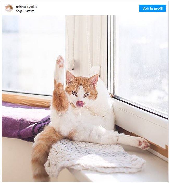 Les Mèmes De Chats Les Plus Drôles De Tous Les Temps Le Top 10 Des