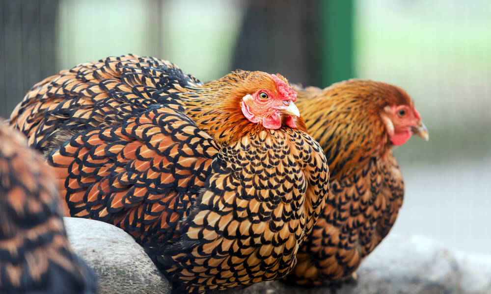 Poules Wyandotte