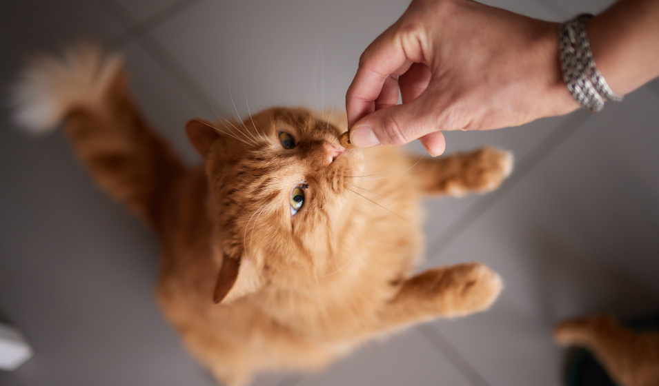 Fabriquer des friandises maison est bénéfique pour les chats